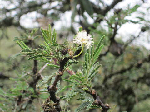 Plancia ëd Vachellia drepanolobium (Y. Sjöstedt) P. J. H. Hurter