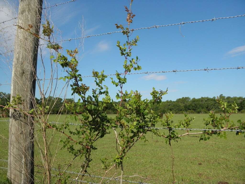 Image of pepper vine