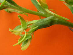 Habenaria petalodes Lindl. resmi