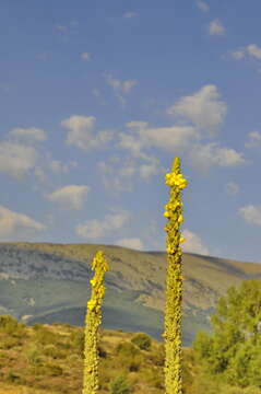 Image of mullein