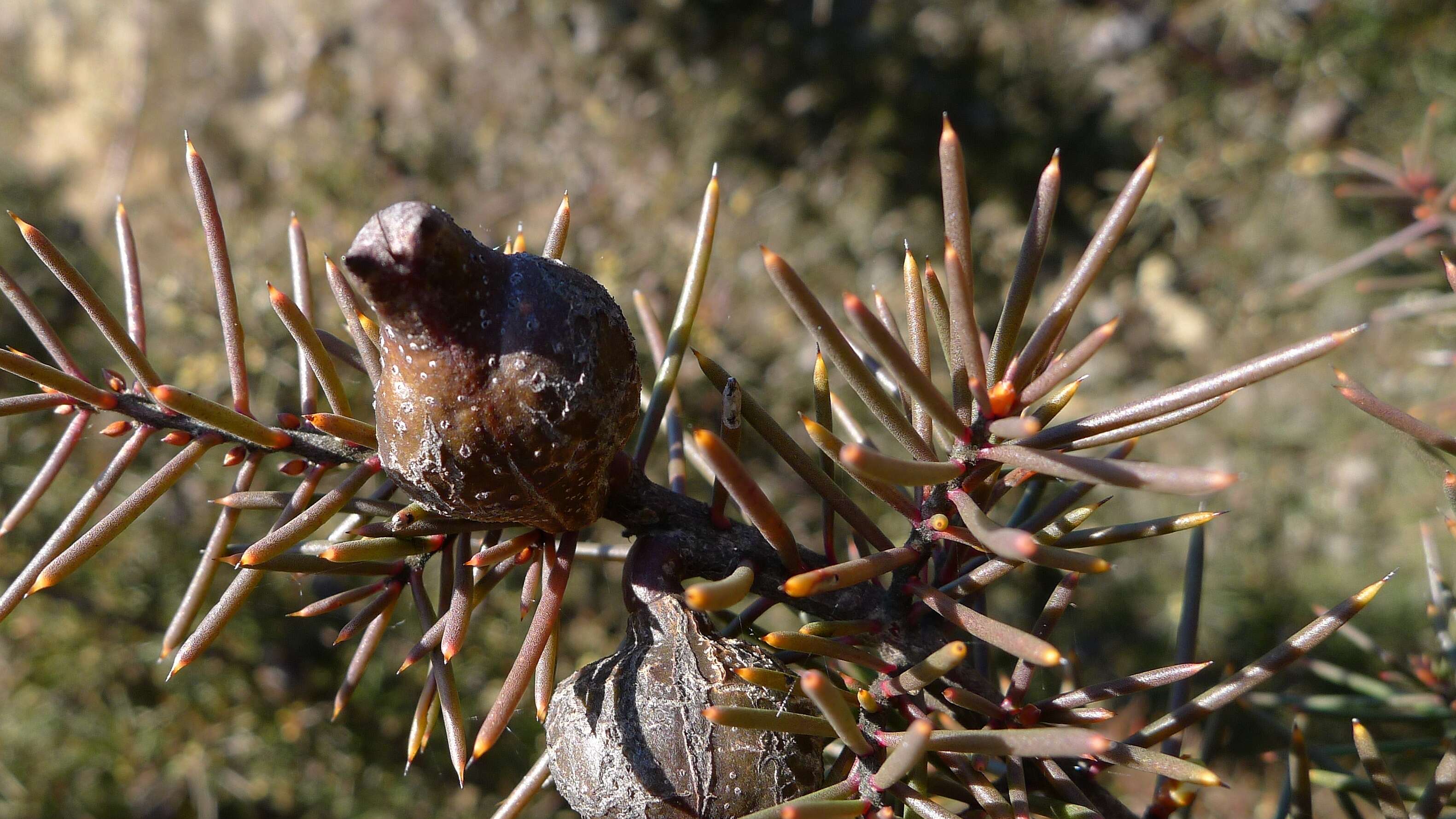 Imagem de Hakea decurrens R. Br.