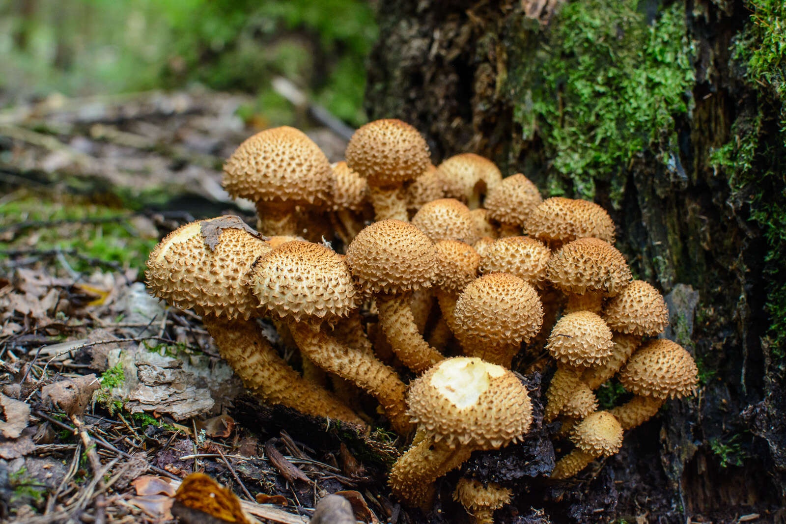 Pholiota squarrosa (Vahl) P. Kumm. 1871 resmi