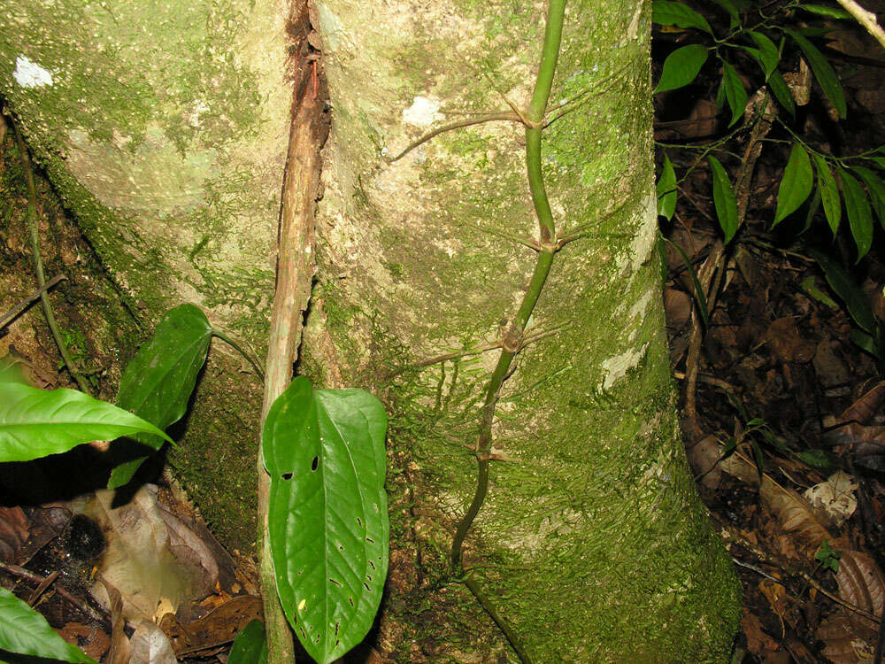 Imagem de Dendropanax caucanus (Harms) Harms