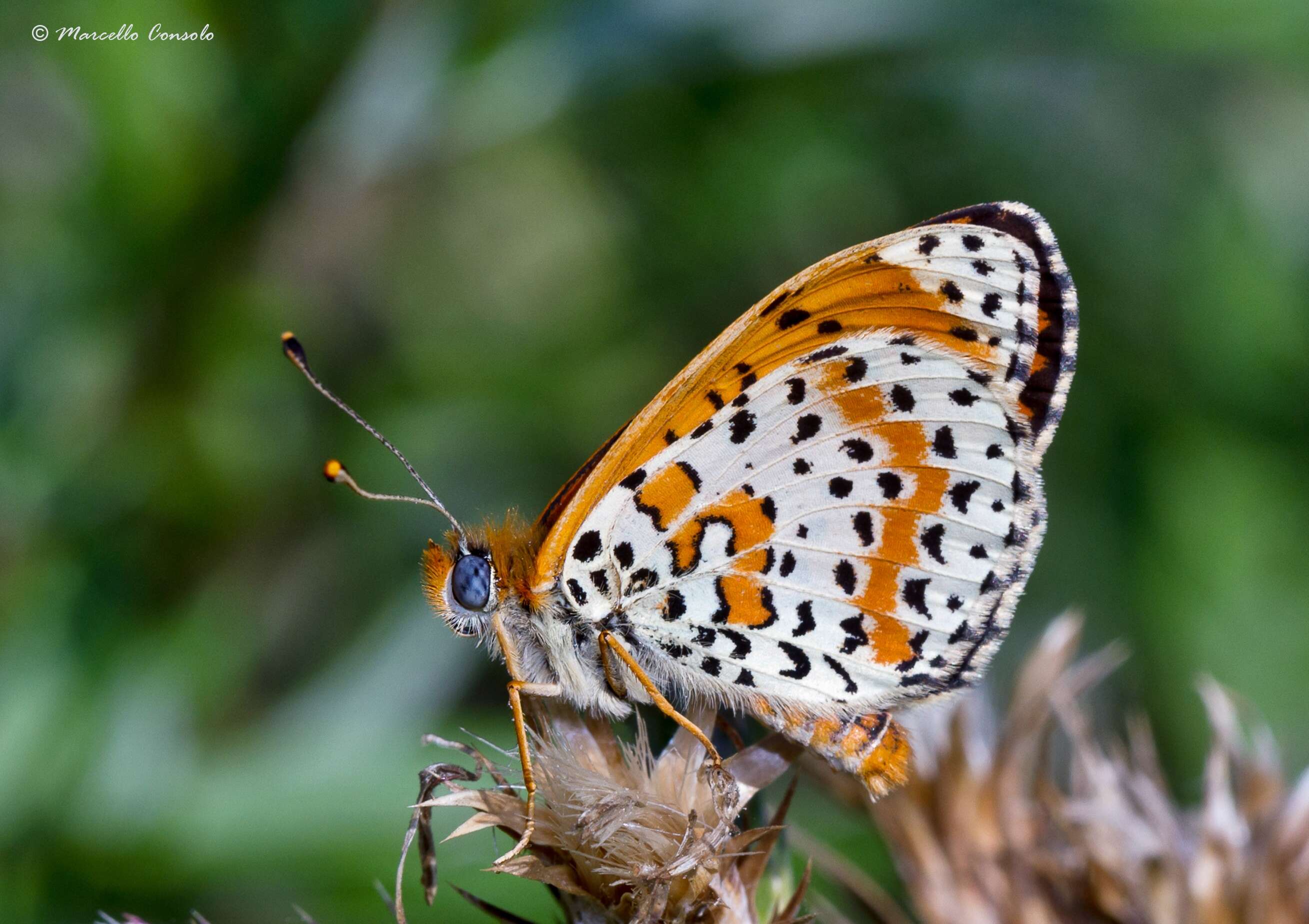 Image of Melitaea