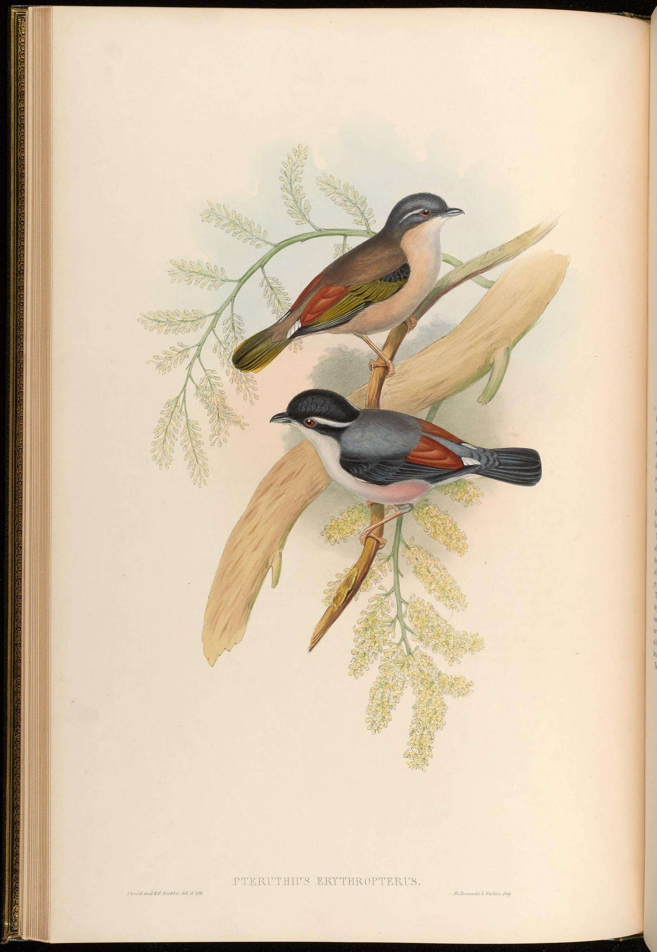Слика од Pteruthius Swainson 1832