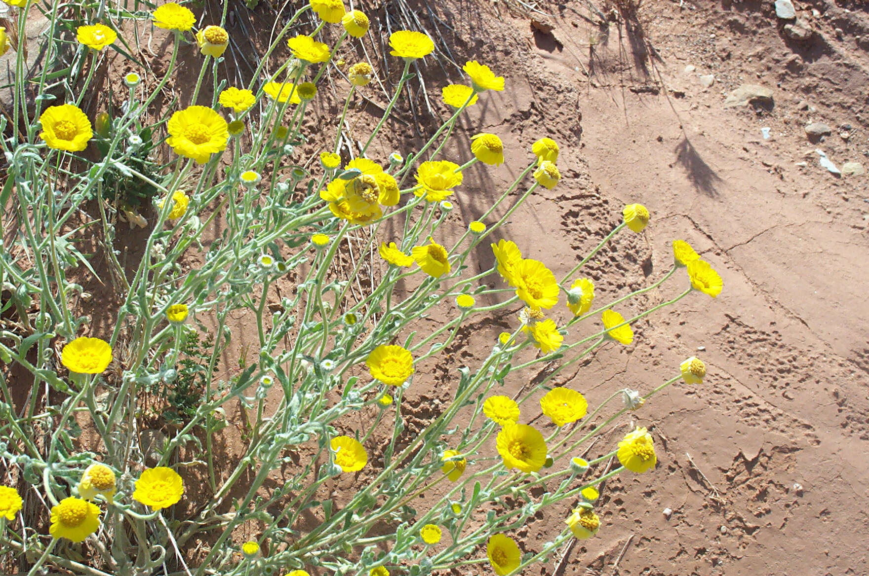 Image of desert marigold