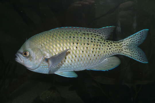 Image of Blacksmith Chromis