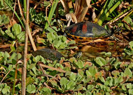 Image of Cooter Turtles