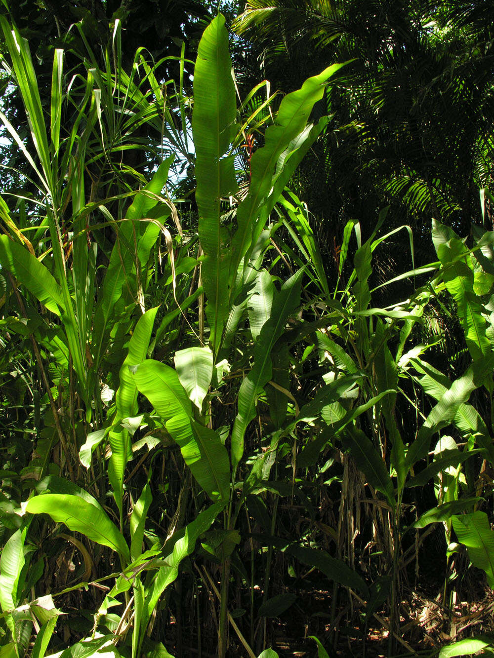 Image of Heliconia osaensis Cufod.