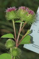 Arctium lappa L. resmi