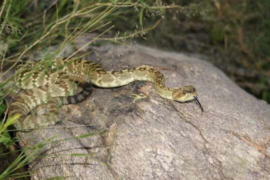 Image of Crotalus molossus molossus Baird & Girard 1853