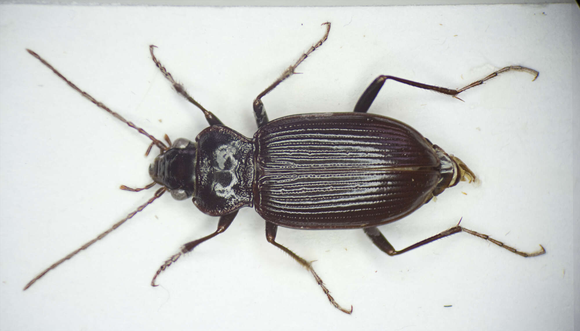 Image of Nebria