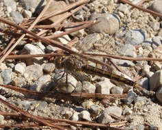 Image of Brachythemis Brauer 1868