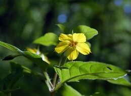 Image of fringed loosestrife