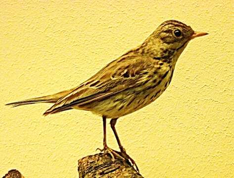 Image de Pipit des arbres