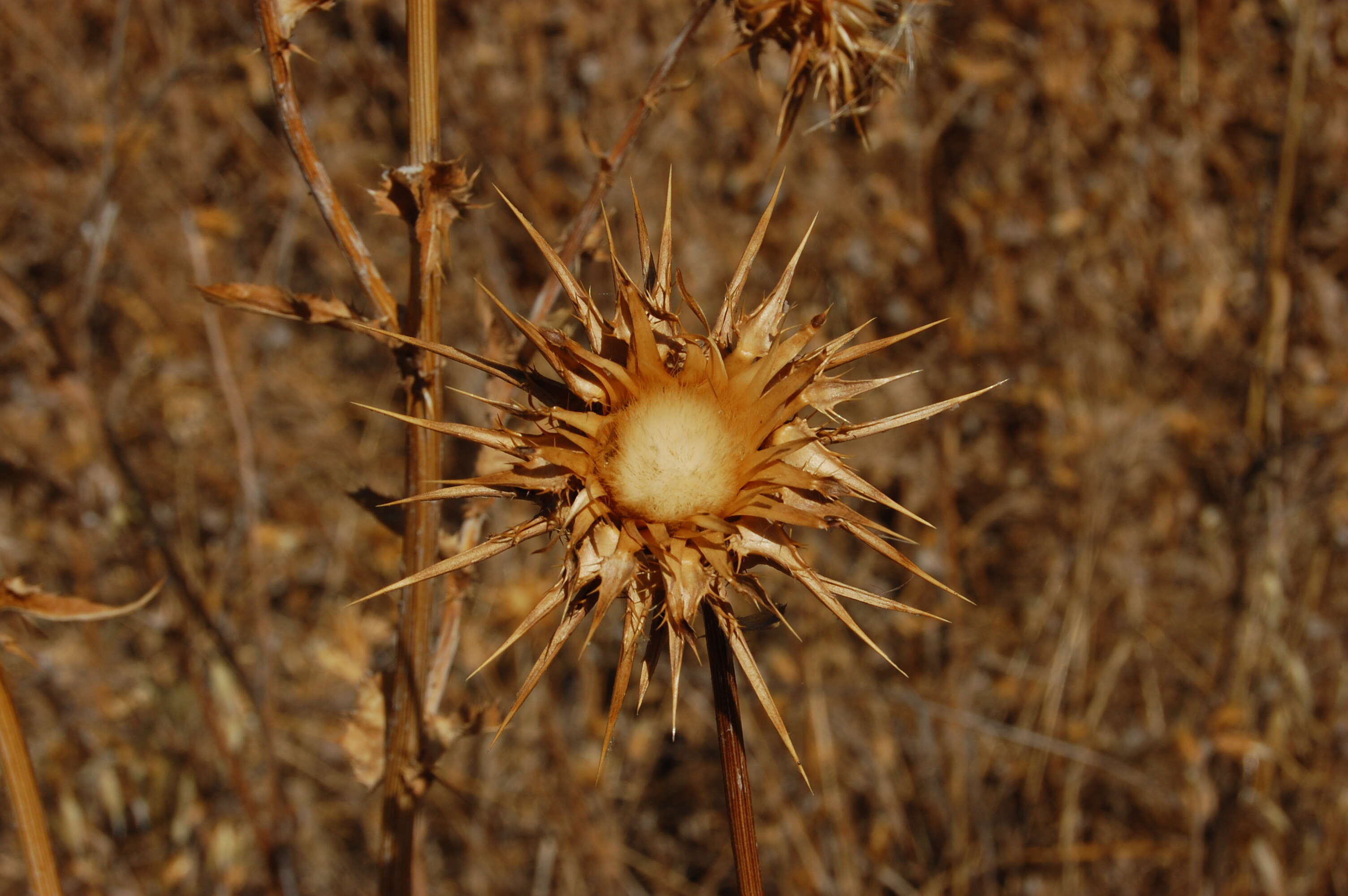 Image of Milk thistle