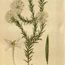 Image of Pimelea longiflora R. Br.