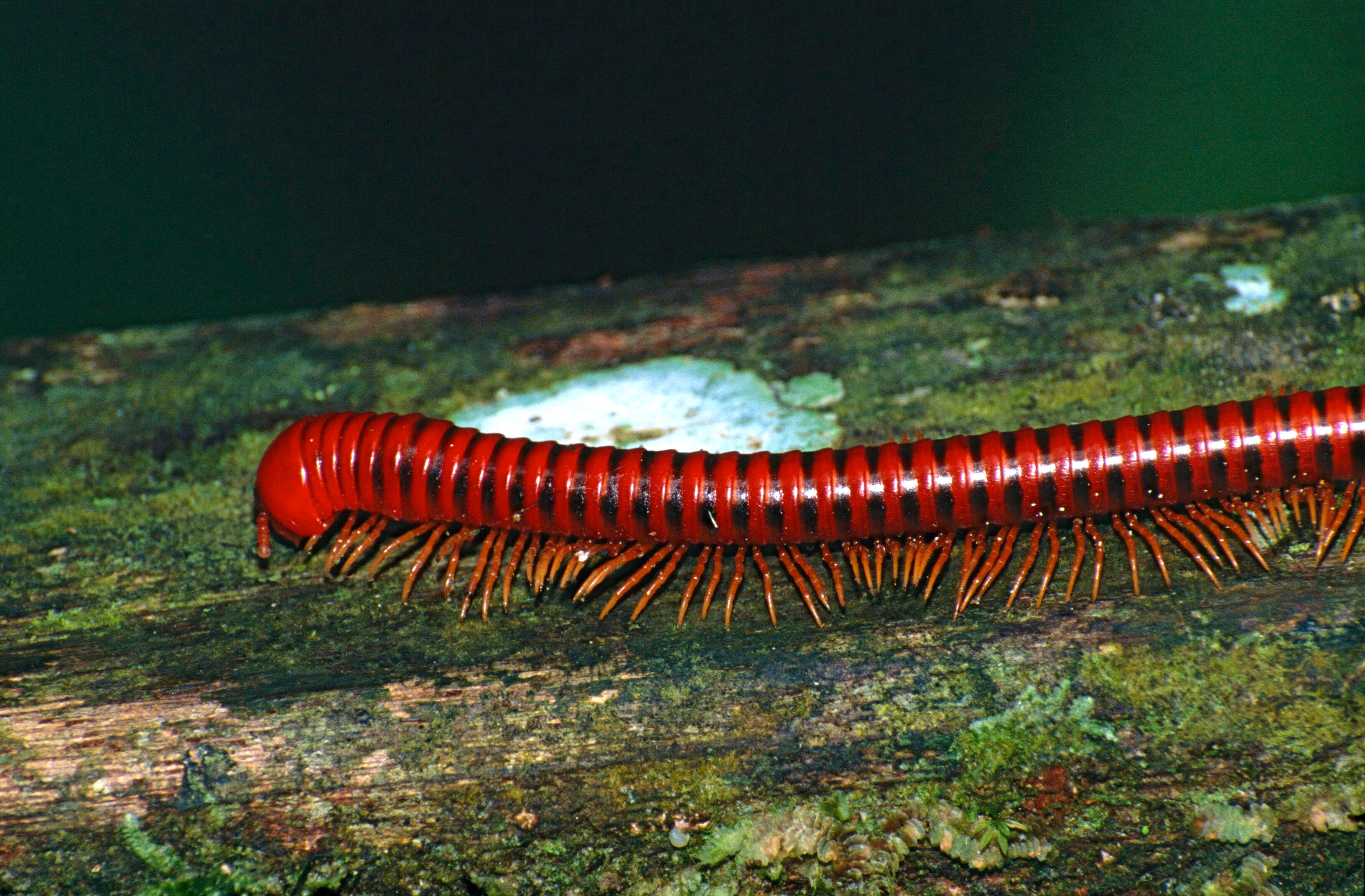 Image of Pachybolidae