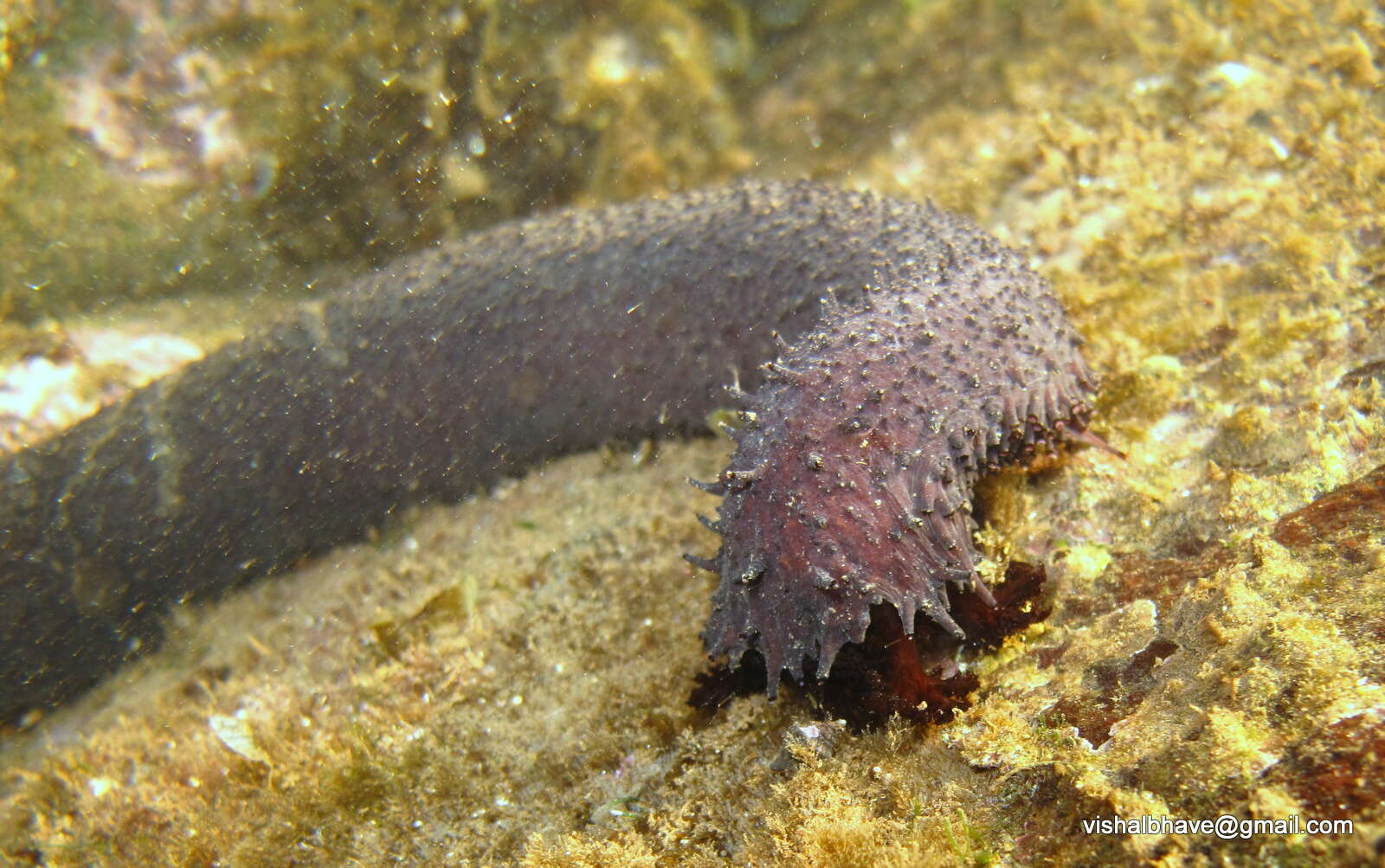 Image of Holothuria subgen. Mertensiothuria Deichmann 1958