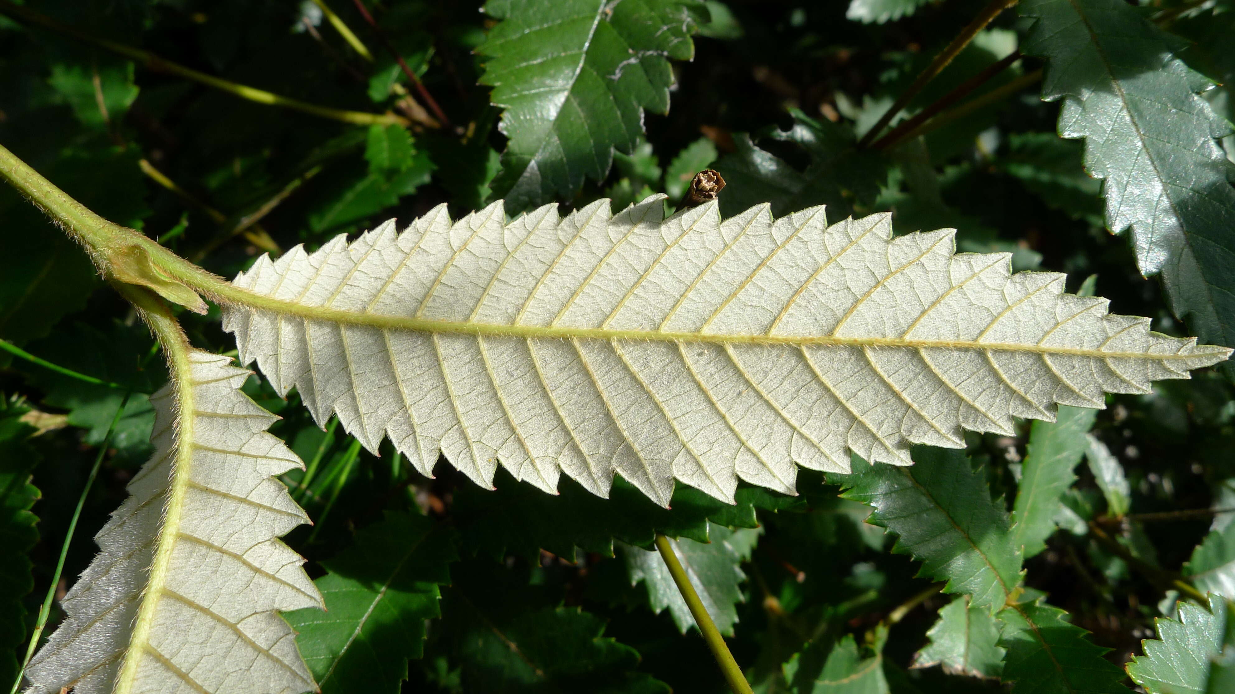 Image of black wattle