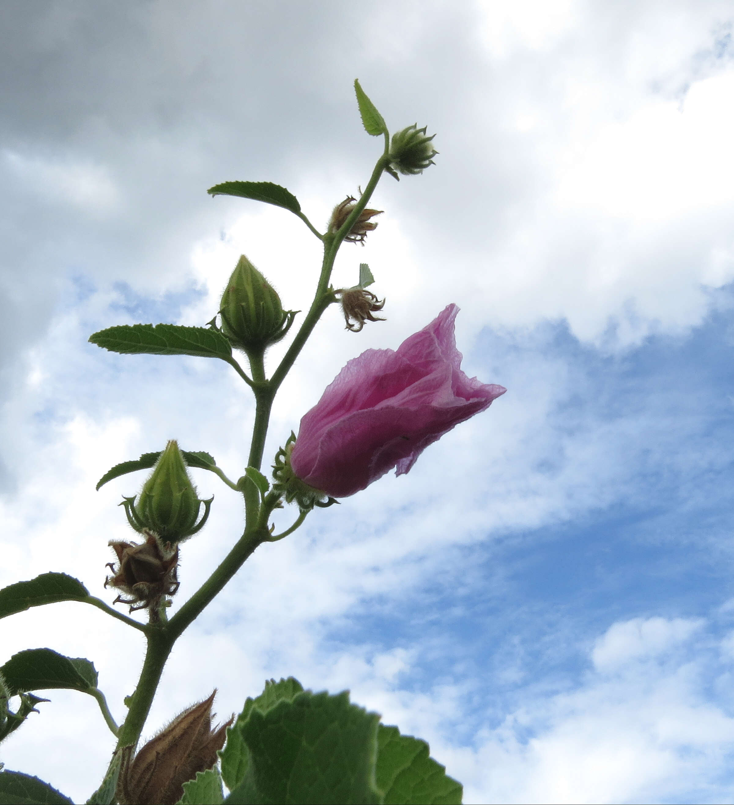 Sivun Hibiscus furcellatus Desr. kuva