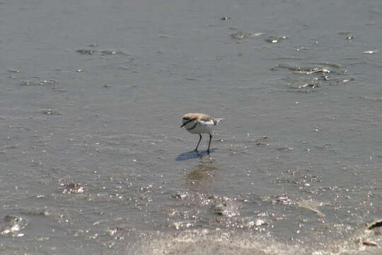 Image of Chestnut-banded Plover