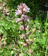 Image of broomrape