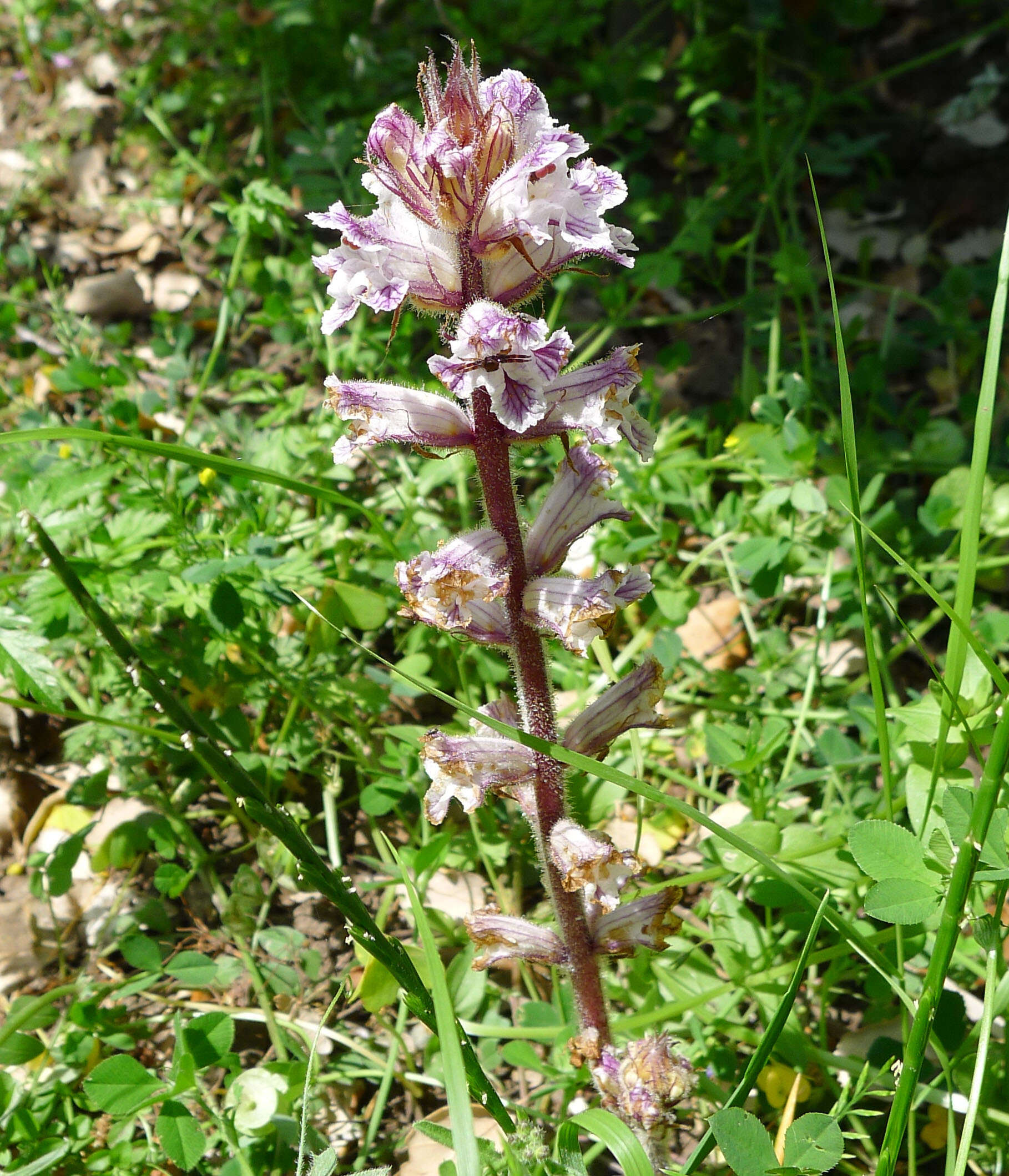 Plancia ëd Orobanche