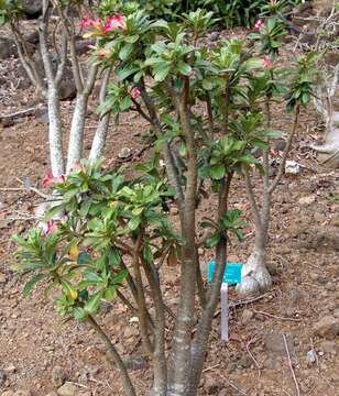 Image de Adenium obesum (Forsk.) Roem. & Schult.