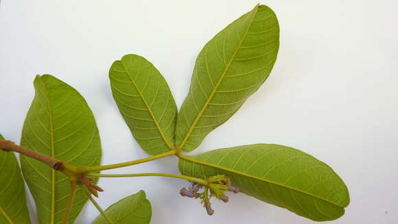 Image of Vitex rufescens A. Juss.