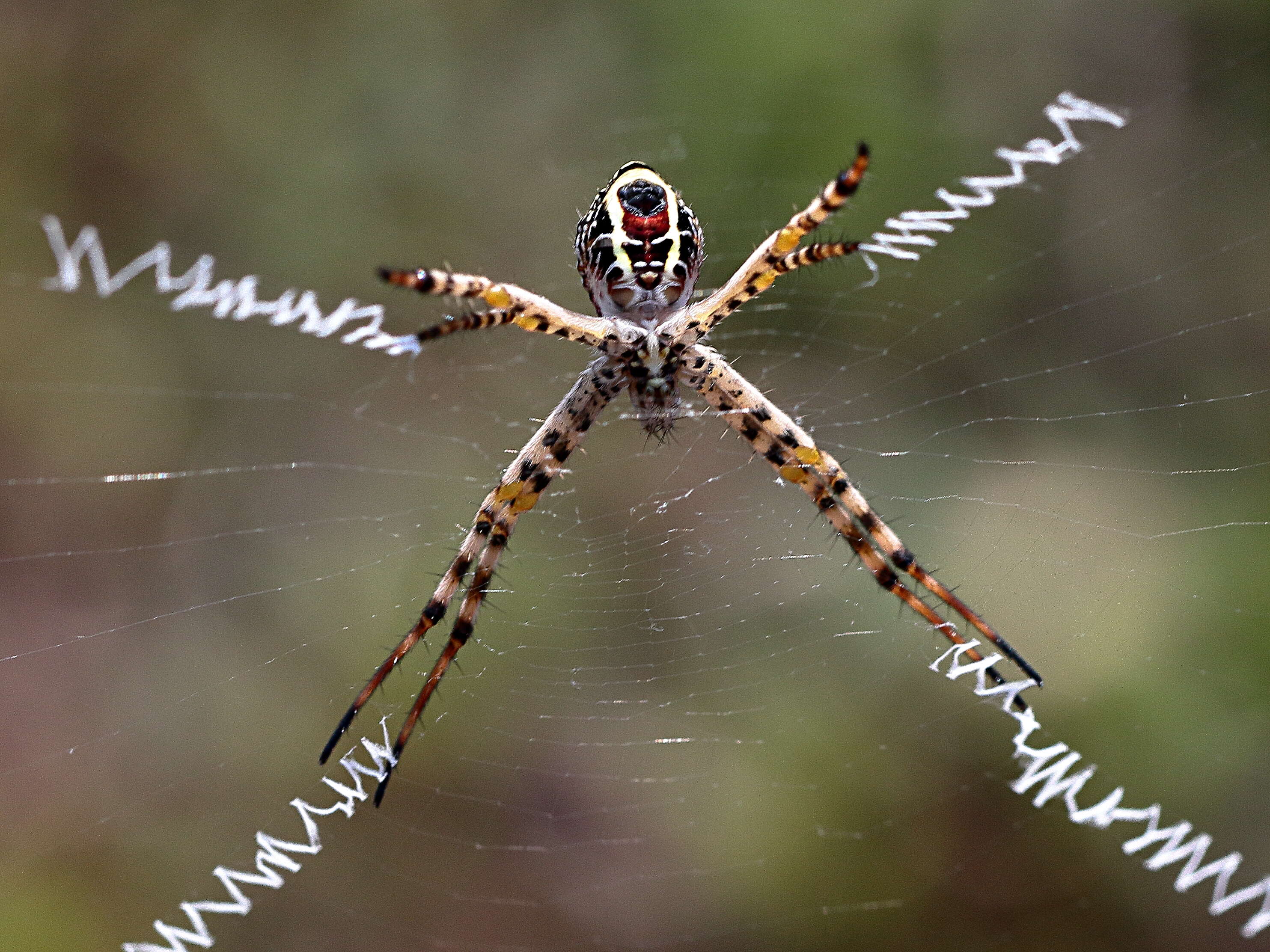 Image of Argiope magnifica L. Koch 1871