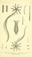 Image de Himerometroidea AH Clark 1908