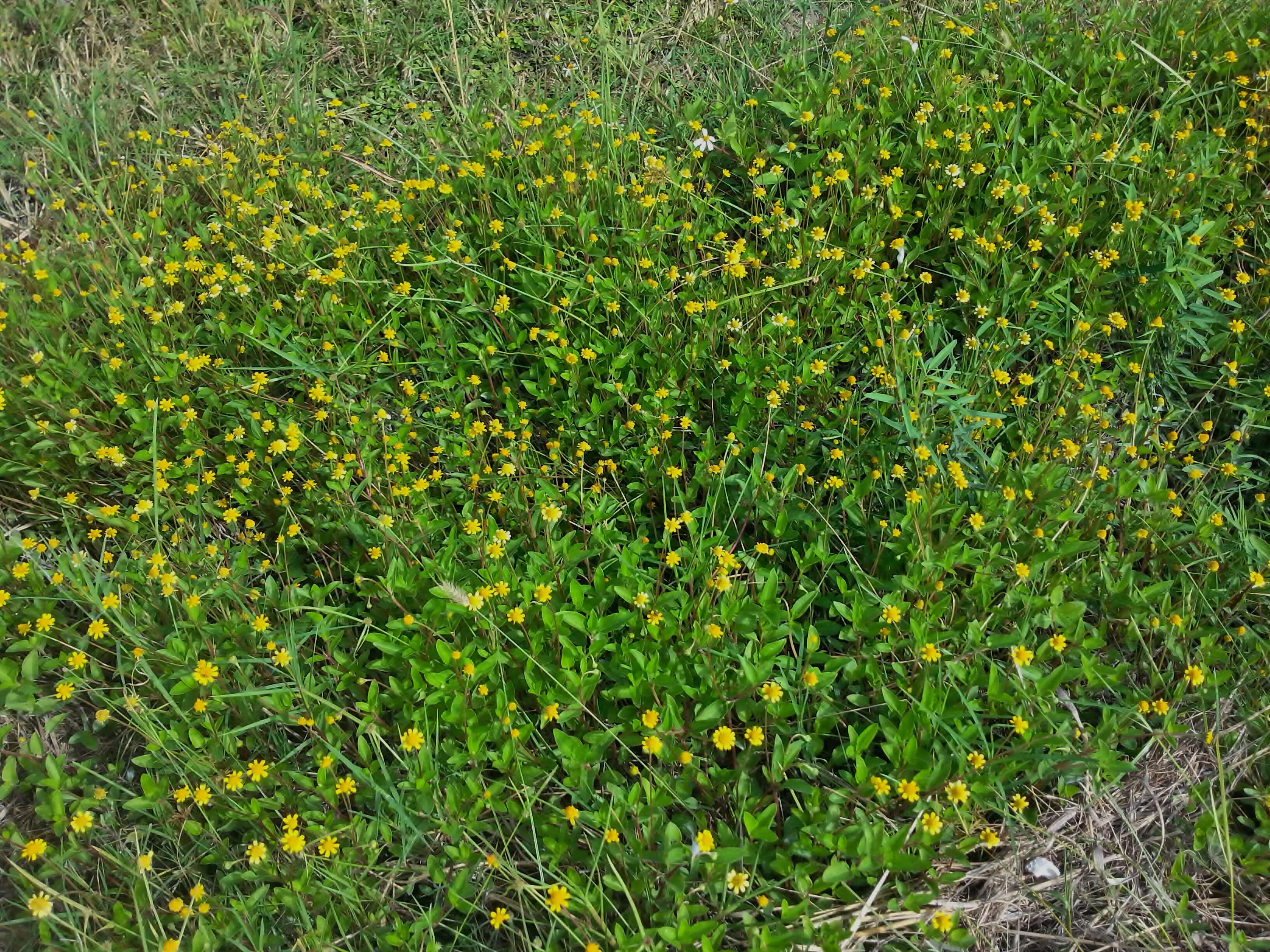 Image of spotflower