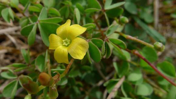 Oxalis perennans Haw.的圖片