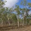 Image of Eucalyptus platyphylla F. Müll.