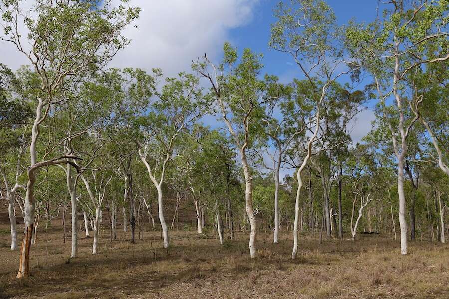 Image of Eucalyptus platyphylla F. Müll.