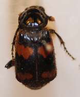 Image of Nicrophorus (Nicrophorus) sayi (Laporte de Castelnau 1840)