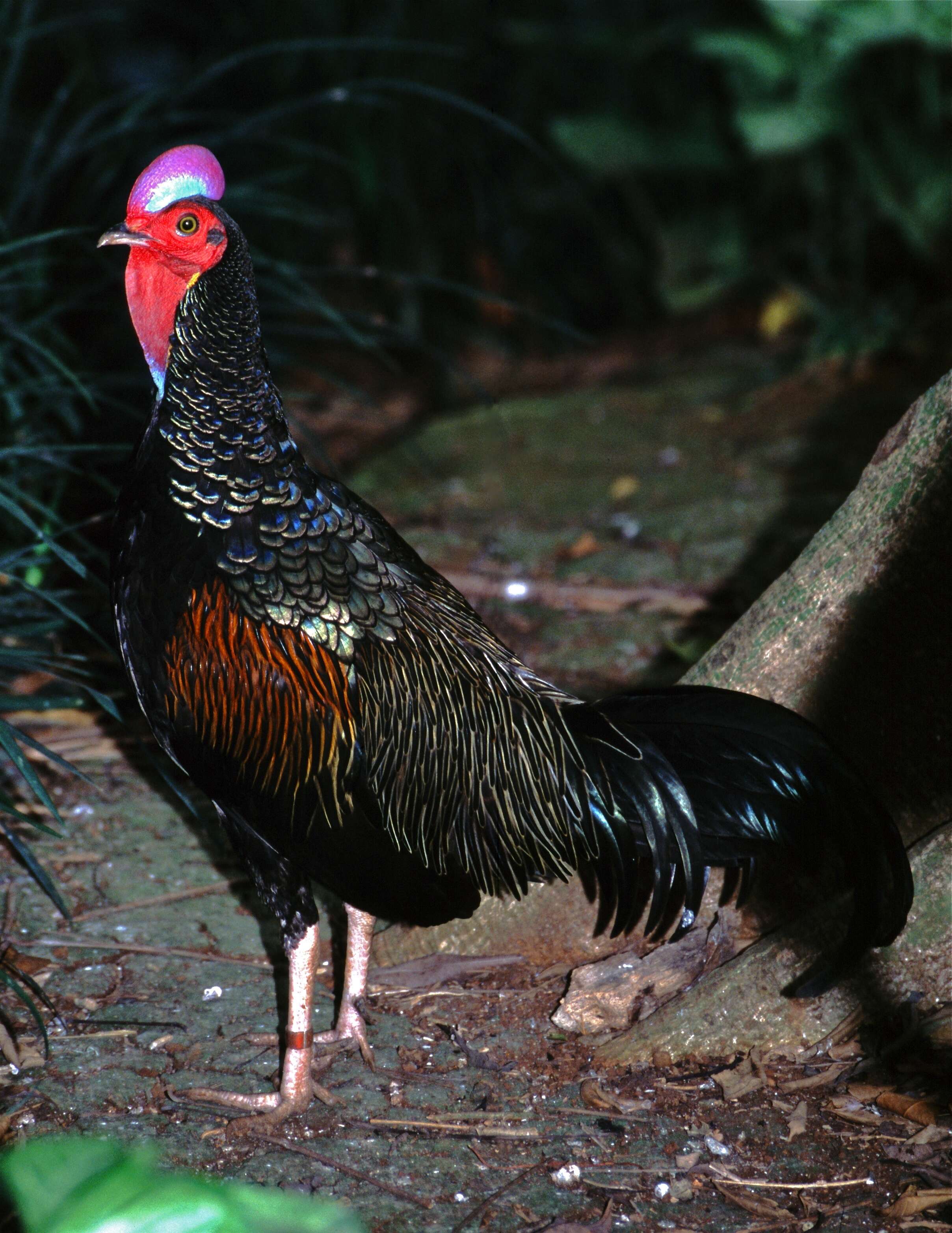 Image of Green Junglefowl