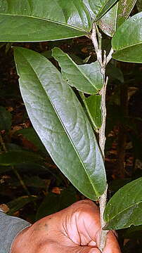 Image of Annonaceae