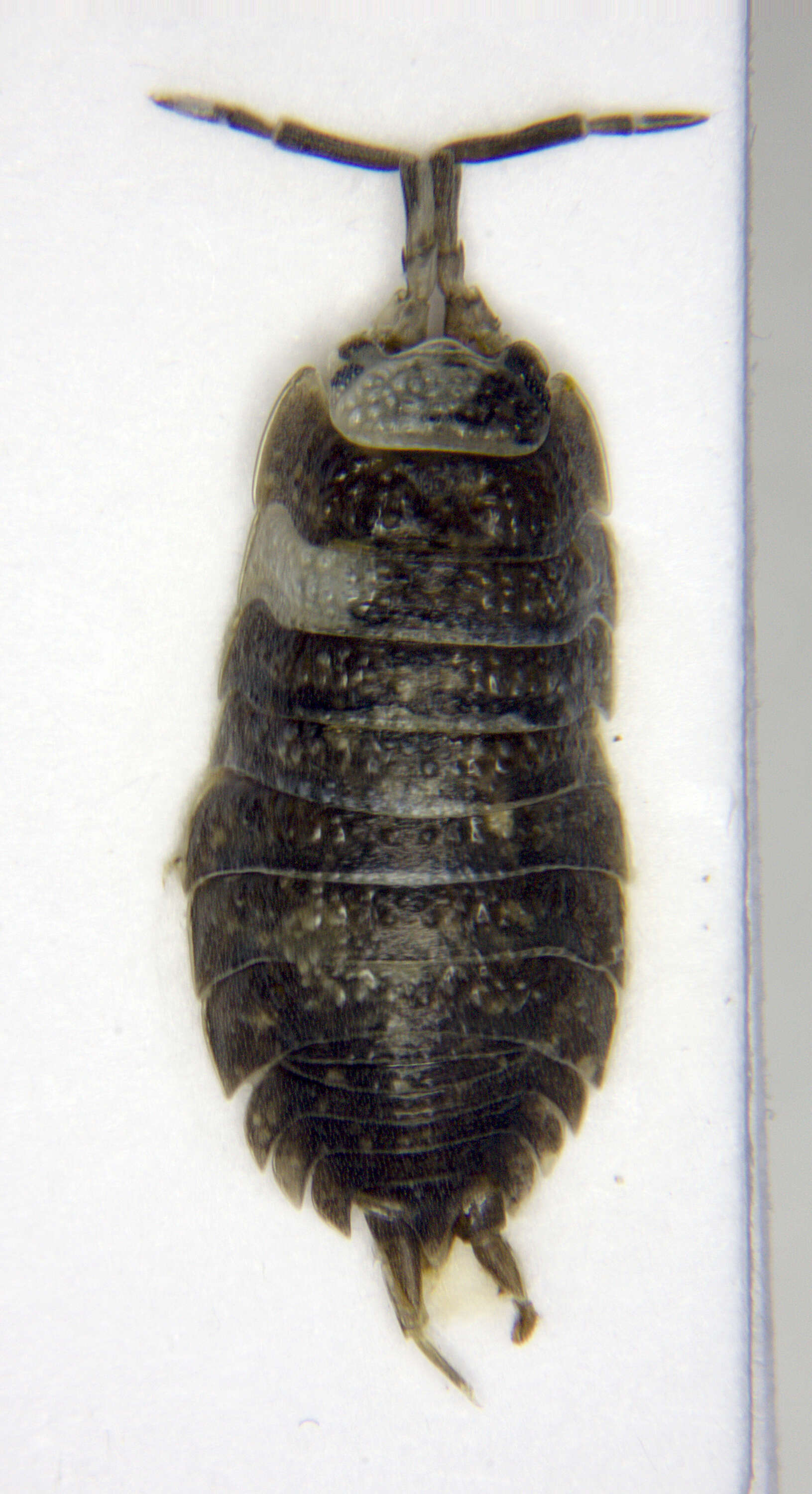 Image of Cylisticidae