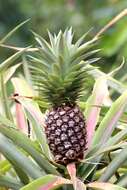 Image of Pineapples