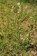 Image of Catchfly