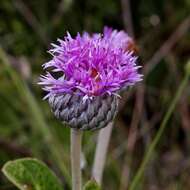 Image de Lessingianthus argyrophyllus (Less.) H. Rob.