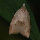 Image of The Batman Moth