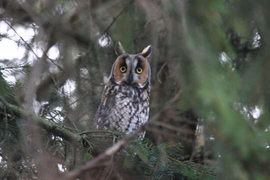 Image of Long-eared Owl