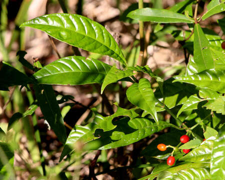 Image of wild coffee