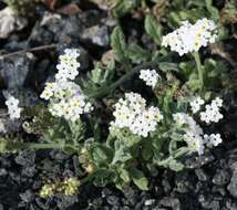 Plancia ëd Heliotropium ramosissimum (Lehm.) Sieb. ex DC.