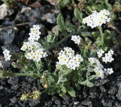 Image of heliotrope