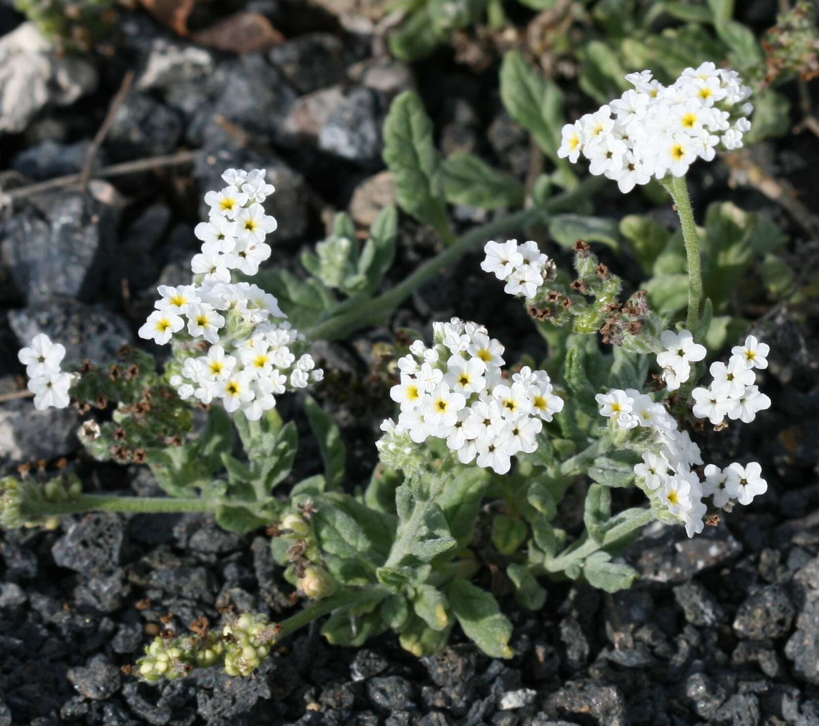 Heliotropium ramosissimum (Lehm.) Sieb. ex DC.的圖片