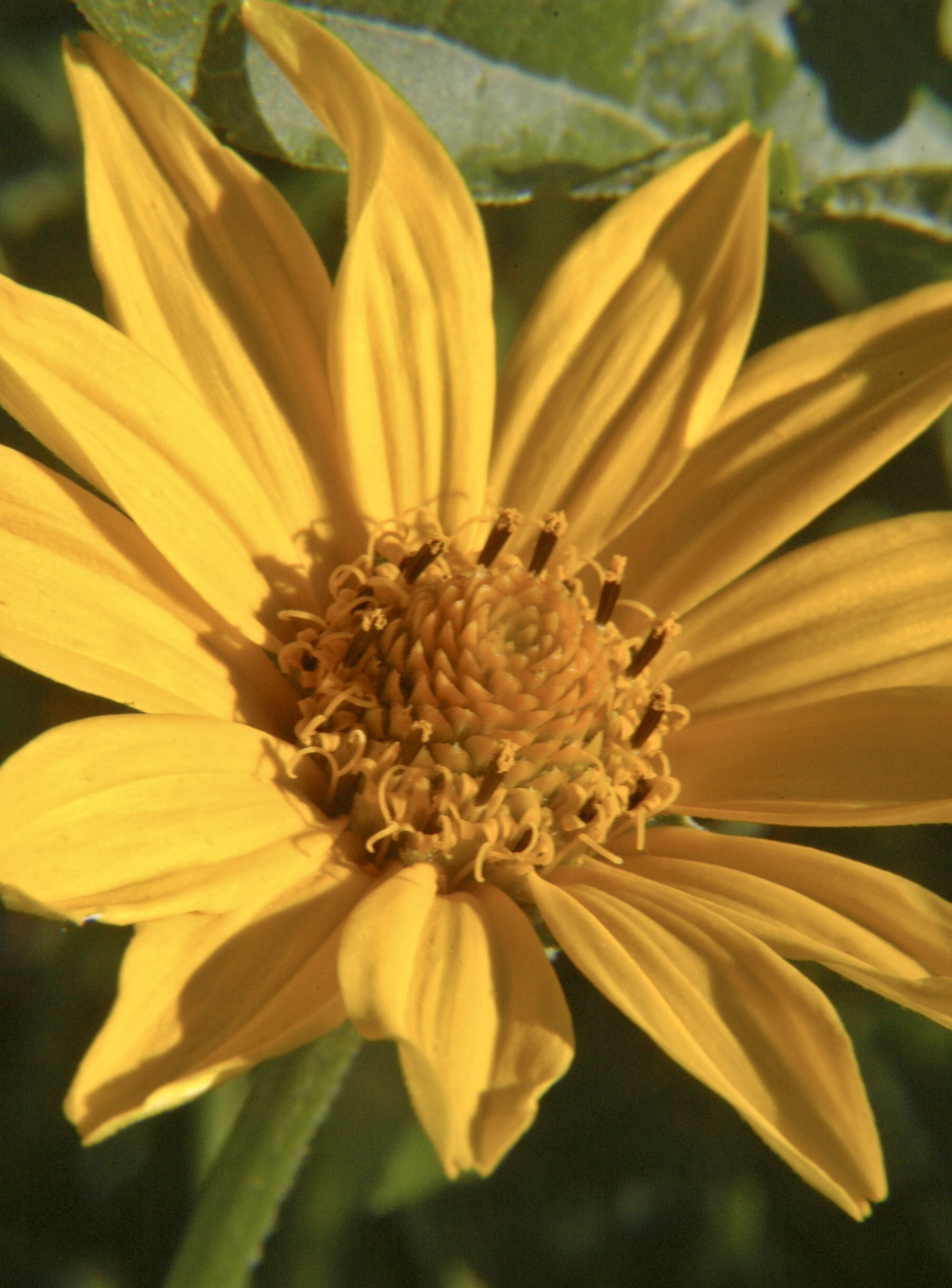 Image de Heliopsis